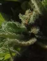 Bulk Seed Bank Green Candy - ein Foto von teelichthalter