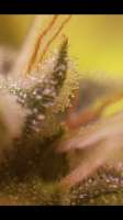 Bulk Seed Bank NY Diesel - ein Foto von Greenthumb36