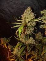 Bulk Seed Bank Purple Glam Kush - ein Foto von drgr33nthumb