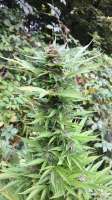 Bulk Seed Bank Purple Glam Kush - ein Foto von sloveniangrower