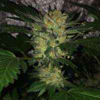 Bulk Seed Bank Sensible Star - ein Foto von Budfit