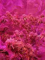 Bulk Seed Bank Skunk #99 - ein Foto von G4xCake