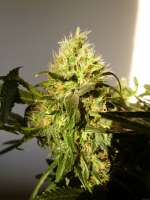 Buzzer Organic Seeds Amsterdam Plant - ein Foto von BuzzerOrganicSeeds