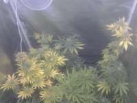 Buzzer Organic Seeds Amsterdam Plant - ein Foto von KaschgarBioweed