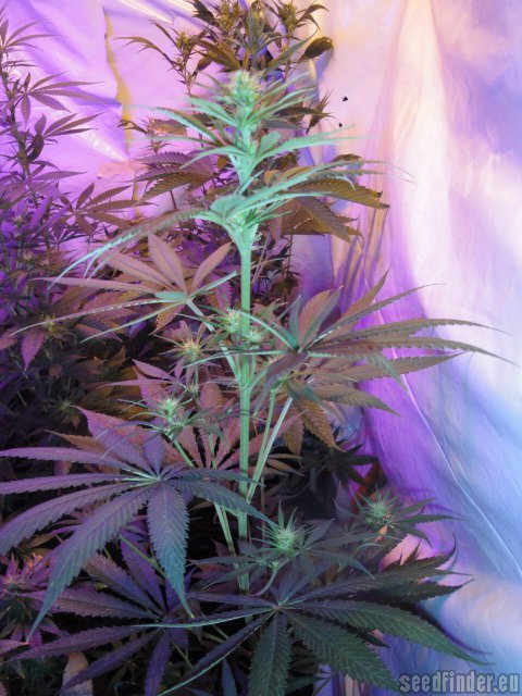 Buzzer Organic Seeds Amsterdams' Magic