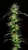 Bild von BuzzerOrganicSeeds (Magic Autumn)