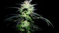 Buzzer Organic Seeds Magic Autumn - ein Foto von BuzzerOrganicSeeds