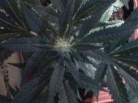 Bild von nygrr (CBD Skunk Haze)