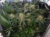 Bild von PabloTesla (CBD Skunk Haze)