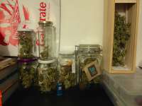 CBD Crew CBD Skunk Haze - ein Foto von PabloTesla