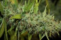 CBD Crew CBD Therapy - ein Foto von phenofinder