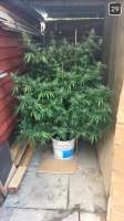 CBD Seeds Critical - ein Foto von mikelad91