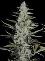 CH9 Female Seeds Vintage 2006 - ein Foto von flashgordon