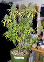 CH9 Female Seeds Yumbolt x Vintage 2006 - ein Foto von 420Circuit