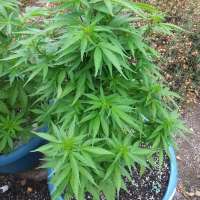 Cabin Fever Seed Breeders Blue Geez - ein Foto von Ronnie1212