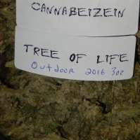 Cannabeizein Tree of Life - ein Foto von ErnestCharsi