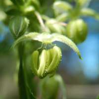 Cannabeizein Tree of Life BX - ein Foto von ErnestCharsi