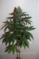 Cannabella Genetics Bella Ortega - ein Foto von CannabellaSeedClub