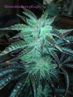 Bild von CannabellaSeedClub (Brambleberry Kush)