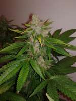 Bild von CannabellaSeedClub (Brambleberry Kush)