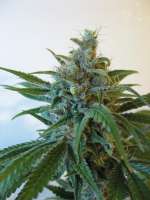 Bild von CannabellaSeedClub (Brambleberry Kush)