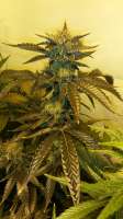 Bild von CannabellaSeedClub (Brambleberry Kush)