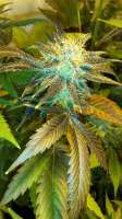 Bild von CannabellaSeedClub (Brambleberry Kush)