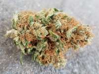 Cannabella Genetics Chem Berry OG - ein Foto von Orangetree