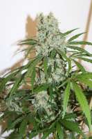 Bild von CAnnabellaSeedClub (G13 Super Silver Haze)