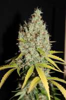 Bild von CannabellaSeedClub (G13 Super Silver Haze)