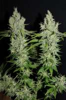 Bild von CannabellaSeedClub (G13 Super Silver Haze)