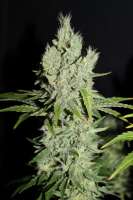 Cannabella Genetics G13 Super Silver Haze - ein Foto von CannabellaSeedClub