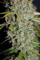 Bild von CannabellaSeedClub (G13 Super Silver Haze)