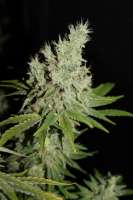 Bild von CannabellaSeedClub (G13 Super Silver Haze)