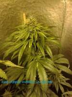 Bild von CannabellaSeedClub (Iced Pineapple)