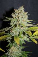 Cannabella Genetics Lemon Cream Pie - ein Foto von CannabellaSeedClub