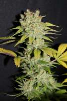 Bild von CannabellaSeedClub (Lemon Cream Pie)