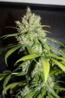 Cannabella Genetics Pineapple Gold - ein Foto von Silas