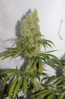 Cannabella Genetics Pineapple Haze - ein Foto von CAnnabellaSeedClub