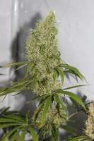 Cannabella Genetics Pineapple Haze - ein Foto von CAnnabellaSeedClub