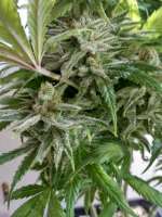 Cannabella Genetics Strawberry Cream Pie - ein Foto von DasBo