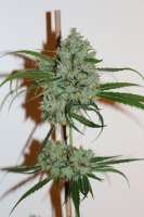 Bild von CAnnabellaSeedClub (Super Sour Lemon Haze)