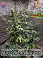 Cannarado Genetics Apple Bob - ein Foto von 420meowmeowmeow