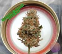 Cannarado Genetics Apple Bob - ein Foto von 420meowmeowmeow