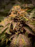 Cannarado Genetics Goodnight Moon - ein Foto von LandoCalripken