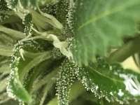 Cannarado Genetics Kitchen Sink - ein Foto von Binger