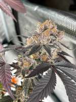 Cannarado Genetics Watermelon Gushers - ein Foto von Jeremy710