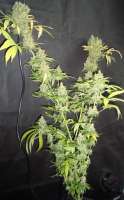 Bild von Mitsuharu (Northern Lights x Skunk Nr1)