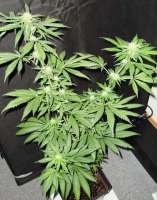 Bild von Mitsuharu (Northern Lights x Skunk Nr1)