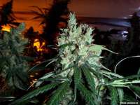 Bild von FlashGordon (White Indica)